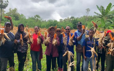 Dukung Program TJPS Gubernur Laiskodat, SMK Negeri 1 Lewoleba Panen Perdana Jagung